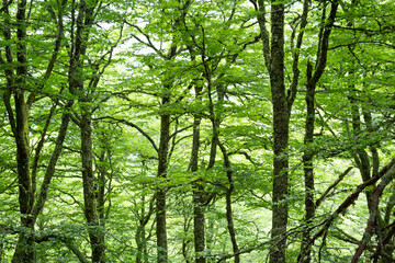 Greenish and leafy beech tree branches.