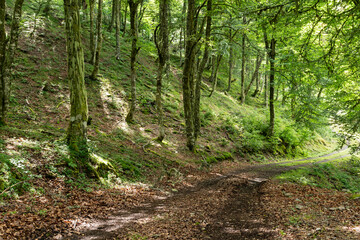 Footpath through a leafy beech forest full of moss and ferns.