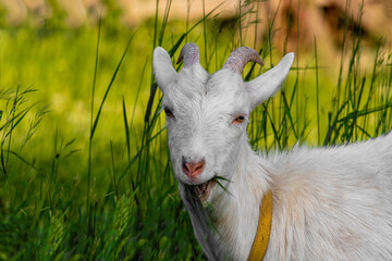 Obraz premium Goat eat grass on green summer meadow. Side view.