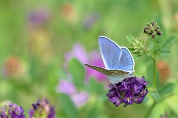 Beautiful blue butterfly spread wings in the meadow