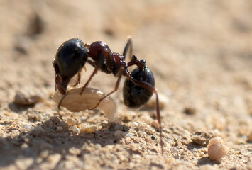 small black ant carrying food. macro photo.