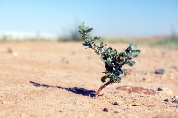 lavender growing in the desert