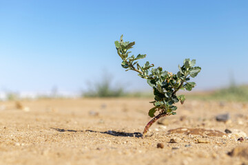 joshua tree in the desert