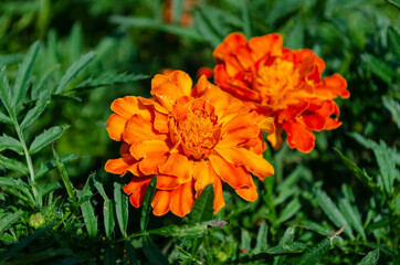 flower tagetes in the center of the frame
