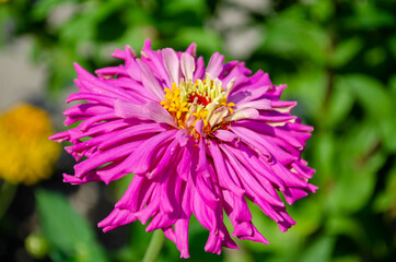 Obraz premium beautiful zinnia flower with blurred background