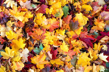 Naklejka na ściany i meble Colorful maple leaves nature background. Indian summer concept. Flat lay style. Copy space.