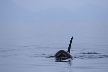 Fototapeta premium 【北海道】知床の海に回遊する野生のシャチ（北海道羅臼沖）