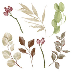 Composition of dog rose and eucalyptus leaves