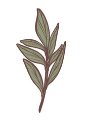 Art Nouveau Botanicals