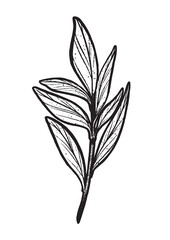 Art Nouveau Botanicals