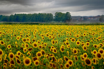 Fototapeta premium sunflower field with forest and village in the background