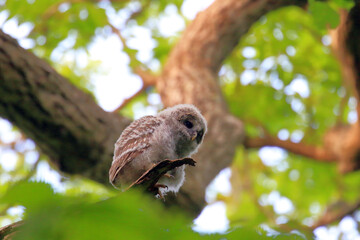 【北海道】エゾフクロウの雛