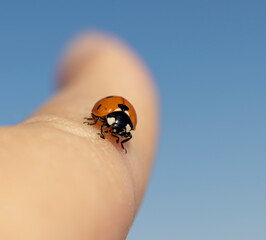 ladybug, ladybird.