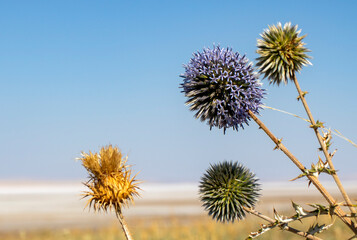 Purple wildflowers, ball-shaped, some dried.
