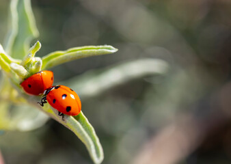 ladybirds on a leaf