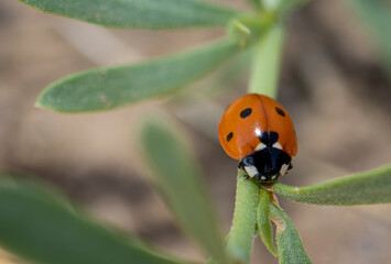 ladybird on a leaf
