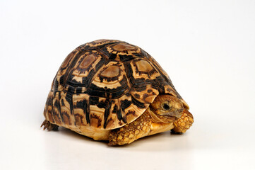 juvenile Leopard tortoise // junge Pantherschildkröte (Stigmochelys pardalis) - obrazy, fototapety, plakaty