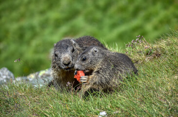Murmeltier, Murmeltiere, Babymurmeltier, Murmeltierbaby, Jungtier, füttern, Futter, Pfote, Affe,...