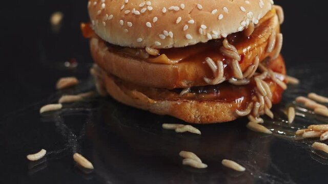 Larvae maggot crawl and out of burger leaving trail of mucus at black table, closeup. Burger on table with maggots crawling on it. Concept expired food