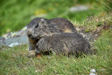 Murmeltier, Murmeltiere, Babymurmeltier, Murmeltierbaby, Jungtier, füttern, Futter, Pfote, Affe,...