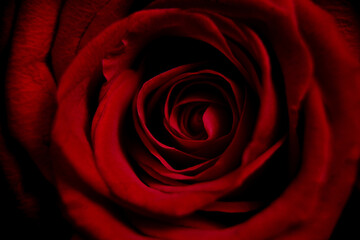 Bright red rose close up macro