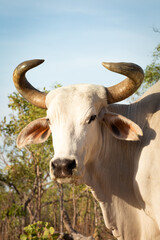 White bull with large horns in the bush on a remote cattle station in Northern Territory in Australia at sunrise.
