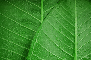 Nature Concept. Closeup of Green Leaf with many Droplet. Freshness by Water Drops. Environmental Care and Sustainable Resources. Natural Green Surface Texture Background
