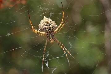Spider web with Argiope lobata (Lobed Argiope)