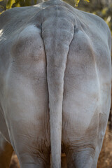 Butt and tail of a white bull on a remote cattle station in the Northern Territory, Australia