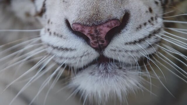Close-up of a yawning white tiger with a pink nose. Wild animals in natural conditions