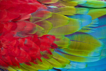 Fototapeta na wymiar Parrot Colourful leafs in southwest alentejano in Portugal with red, green and blue colours real vivid.