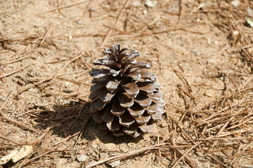 Dried maritime pine cone fallen to the ground in Portugal