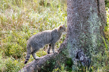 Wildkatze