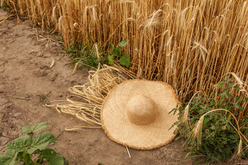 wide-brimmed women's straw hat on a wheat field in autumn on a clear sunny day