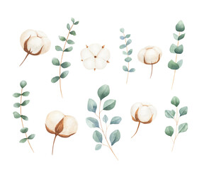 Watercolor cotton, eucalyptus botanical collection isolated on white background. Perfect for wedding invitations, greeting cards. 