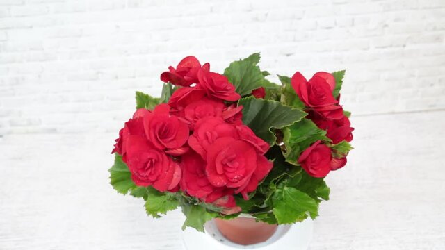 The Begonia Elatior plant with bright red flowers in a pot rotates isolated on a white background. Gardening, home decoration, startup concept, copy space.