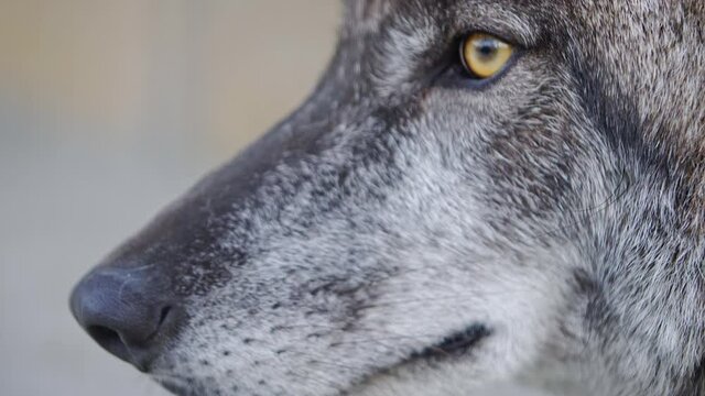 Muzzle of a gray wolf. Angry yellow eyes.