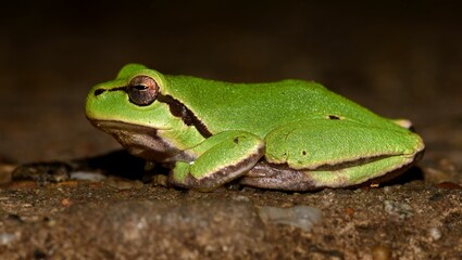 Hyla arborea side view.