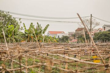 a bamboo truss for growing gourds and melons