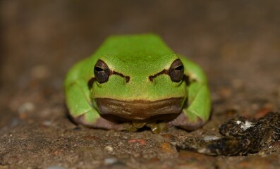 Hyla arborea frontal view.