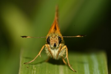 Thymelicus sylvestris frontal view.