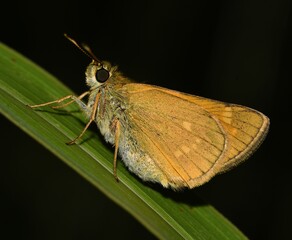 Thymelicus sylvestris butterfly side view.