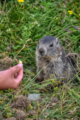 Murmeltier, Murmeltiere, Babymurmeltier, Murmeltierbaby, Jungtier, füttern, Futter, Hand, Pfote,...