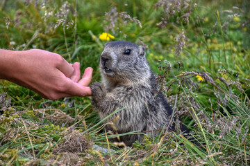 Murmeltier, Murmeltiere, Babymurmeltier, Murmeltierbaby, Jungtier, füttern, Futter, Hand, Pfote,...