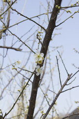 Apricot flower on nature background
