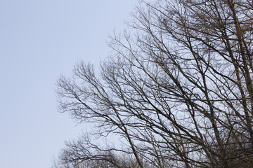 Fototapeta na wymiar Trees in woods in late winter