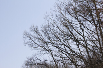 Trees in woods in late winter