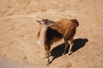 little lama walks on the sand