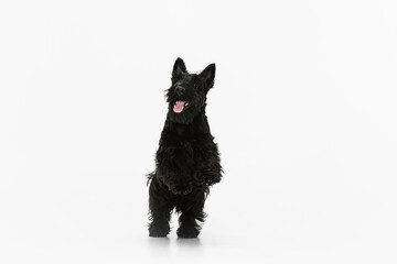 Top view of sweet black dog Scotch terrier isolated over white studio background. Concept of motion, action, active lifestyle, animal life, care, responsibility for pets