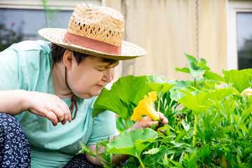mentally handicapped or disabled woman with a straw hat is smelling a yellow pumpkin blossom